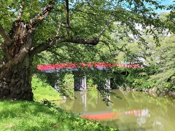 弘前公園桜.jpg